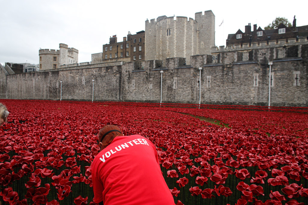 Planting poppies Tower of London
